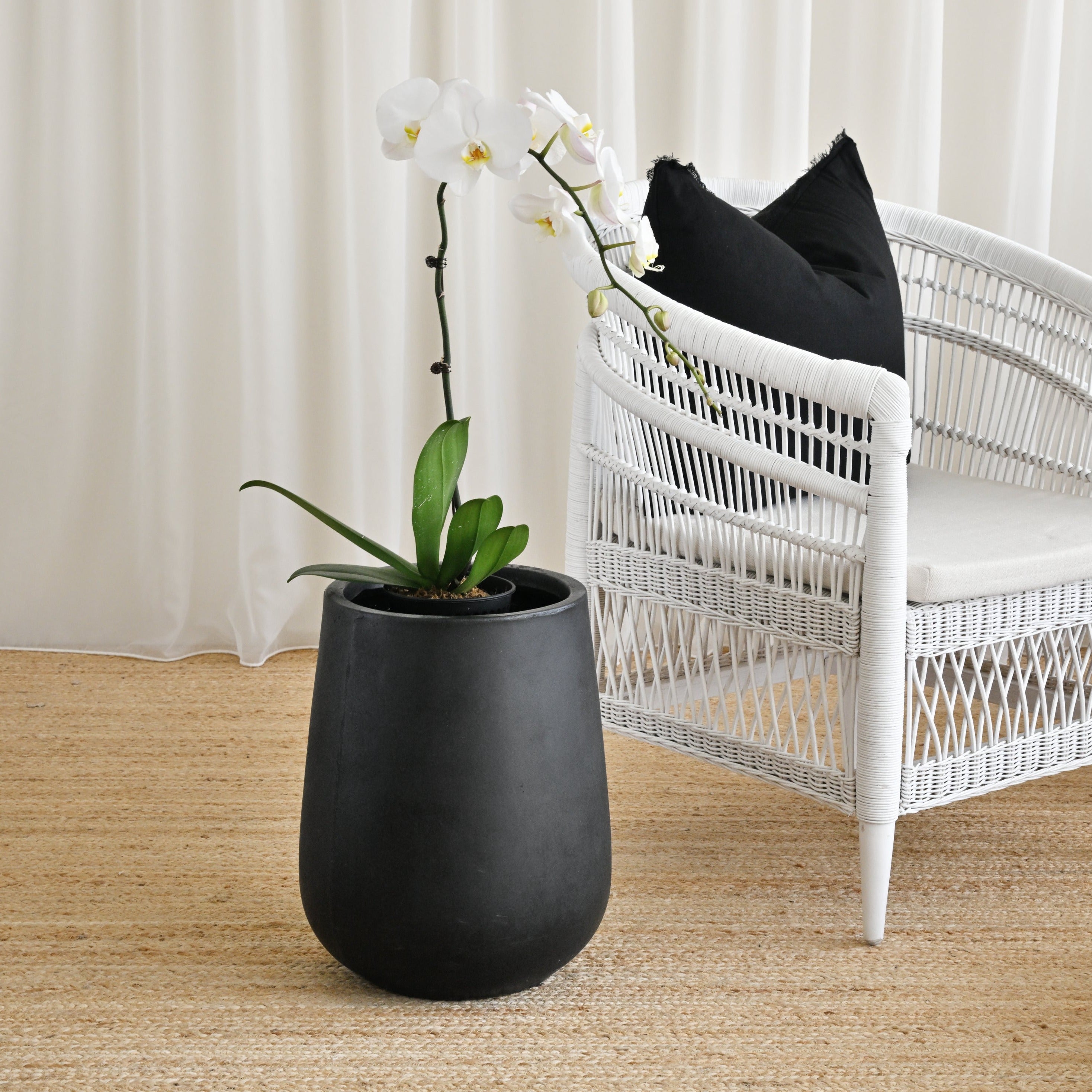 Tulip Black Pot