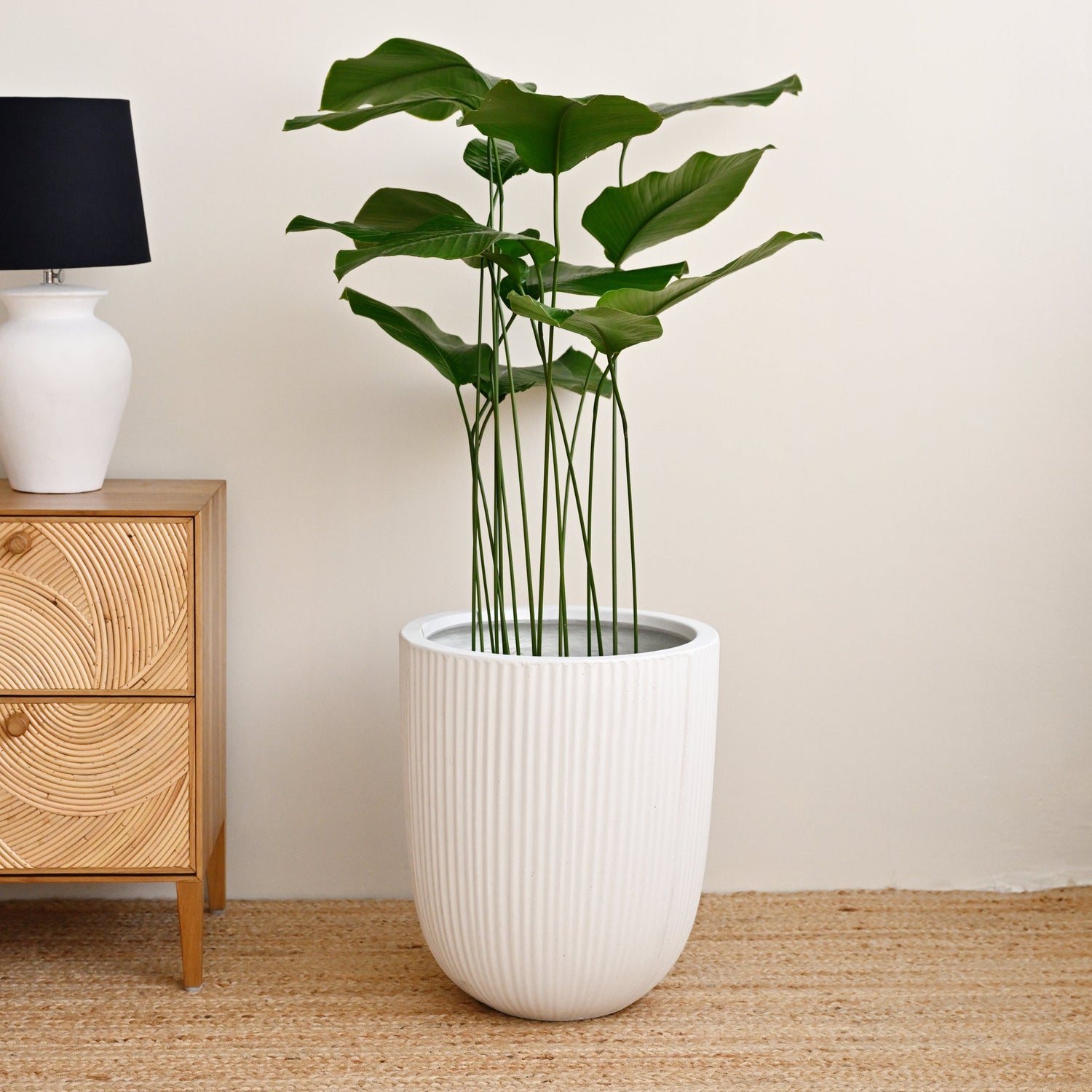 Vinh Concrete Pot - White